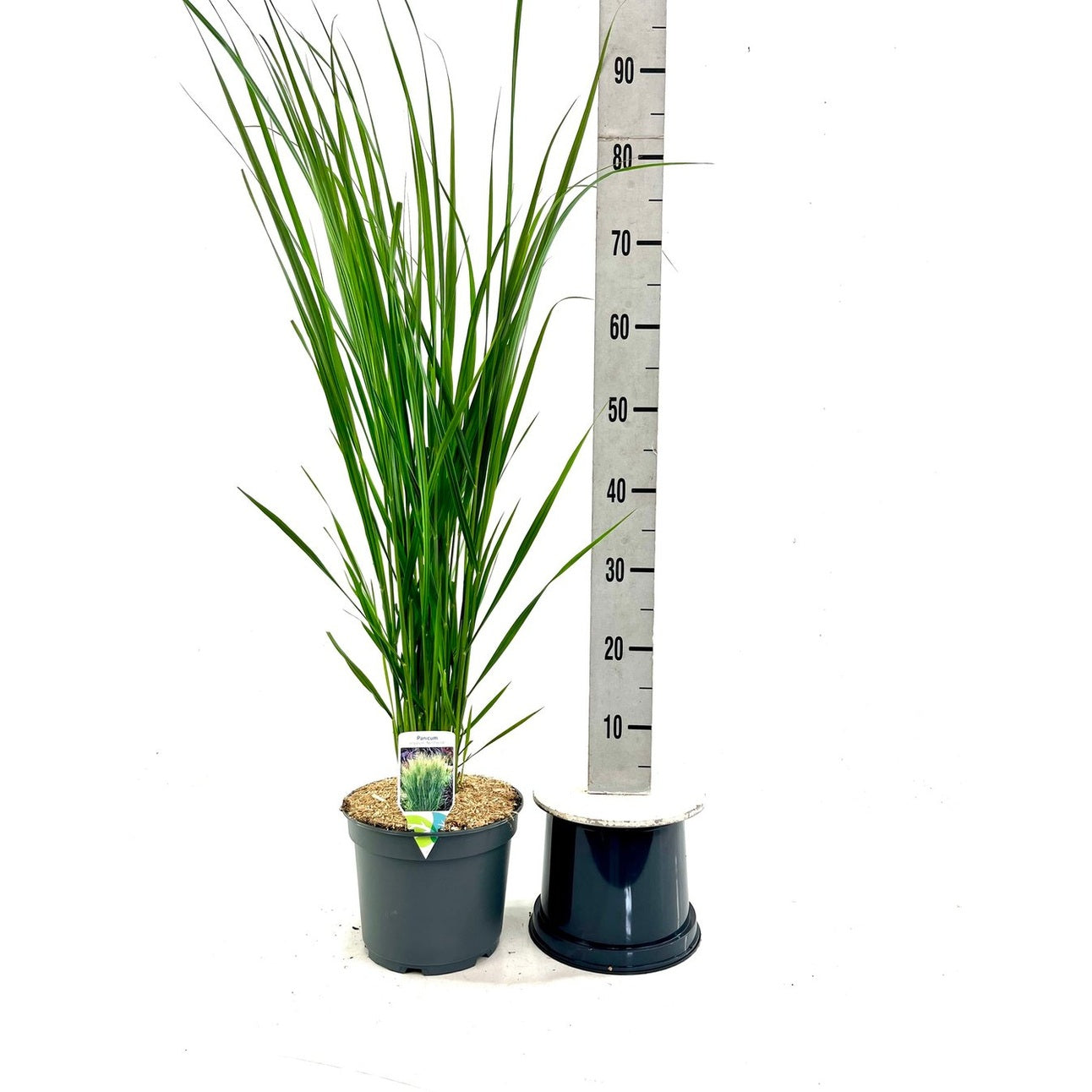 Präriestarr – Panicum virgatum 'Northwind' - C5